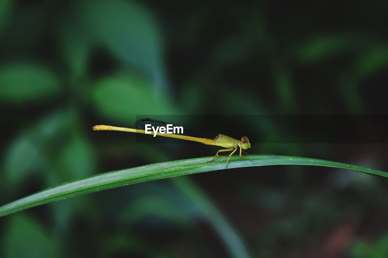 CLOSE-UP OF GRASSHOPPER