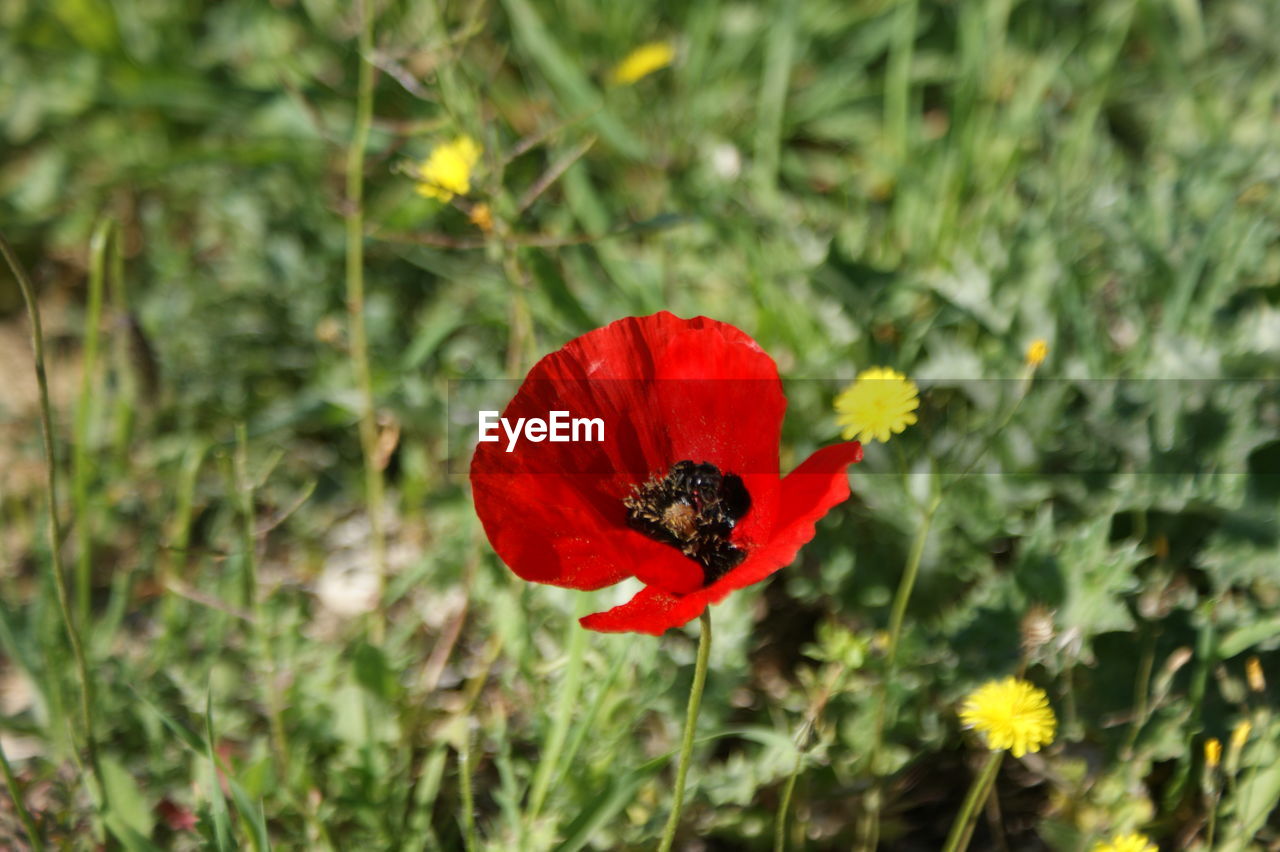 Close-up of red poppy blooming in field