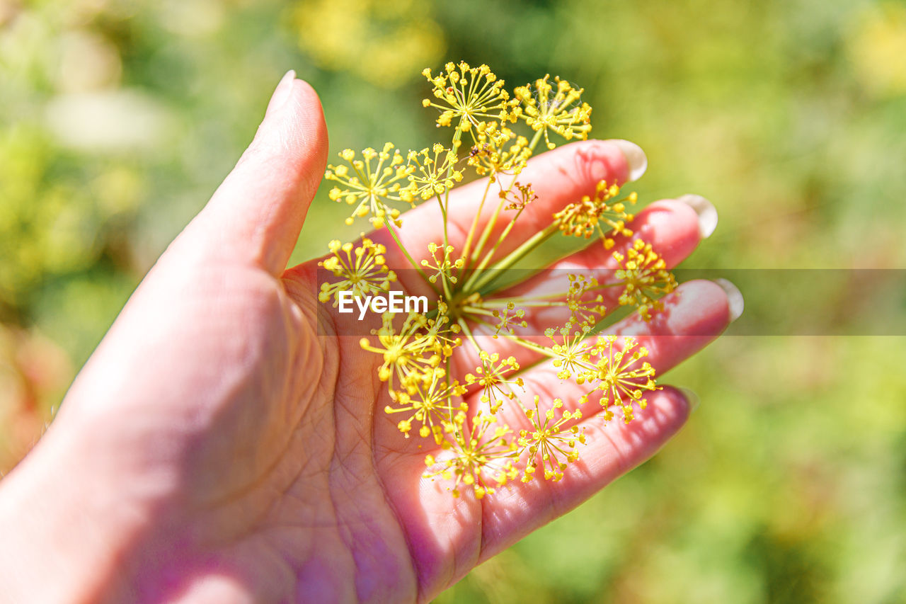 CLOSE-UP OF HAND HOLDING PINK FLOWER