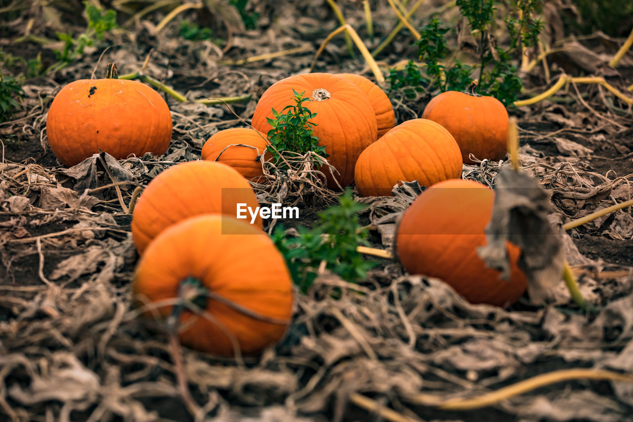 Ripe hokkaidos on a pumpkin patch await harvest and decorations for halloween