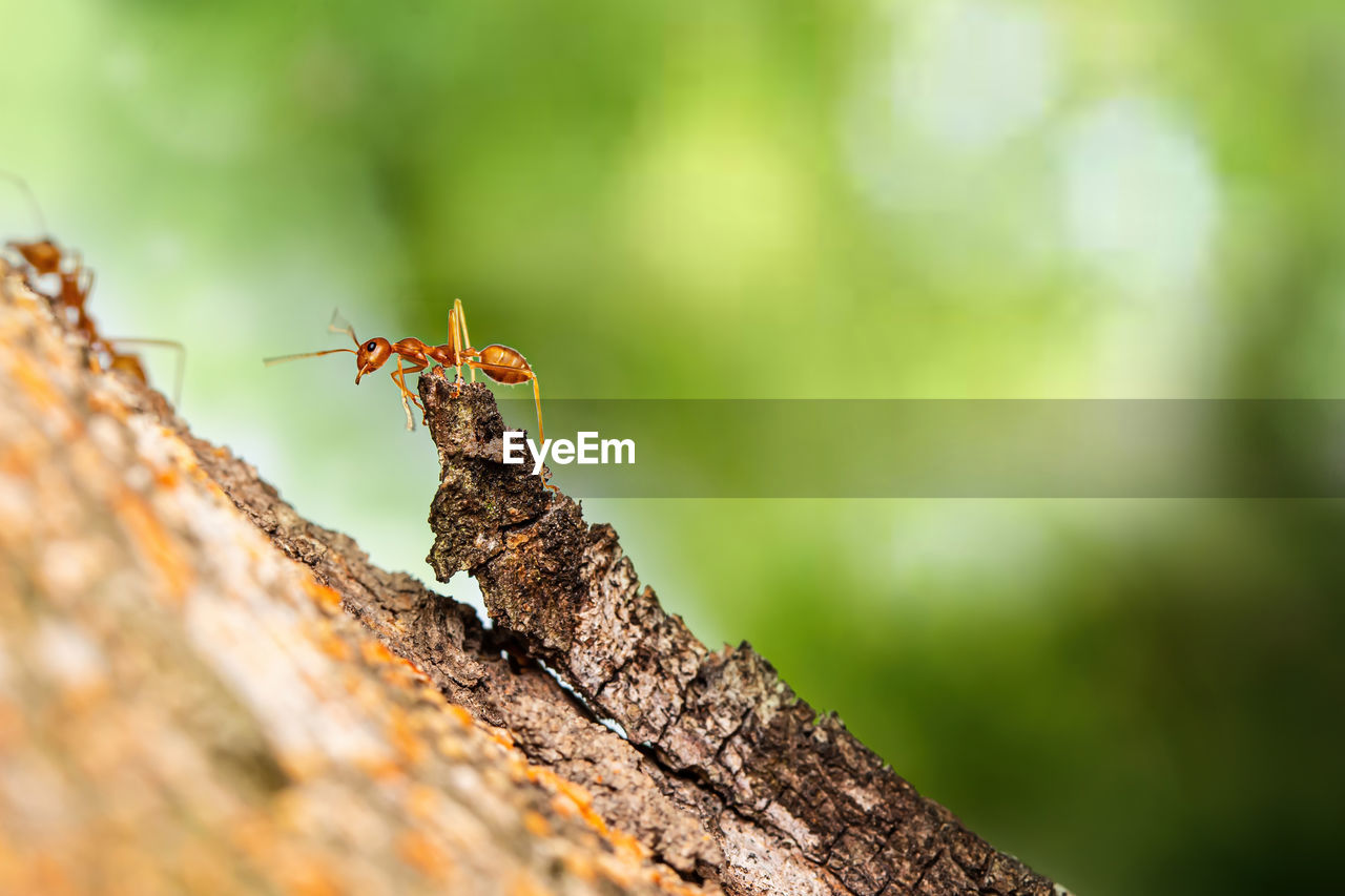 Fire ant on branch in nature ,selection focus only on some points in the image.
