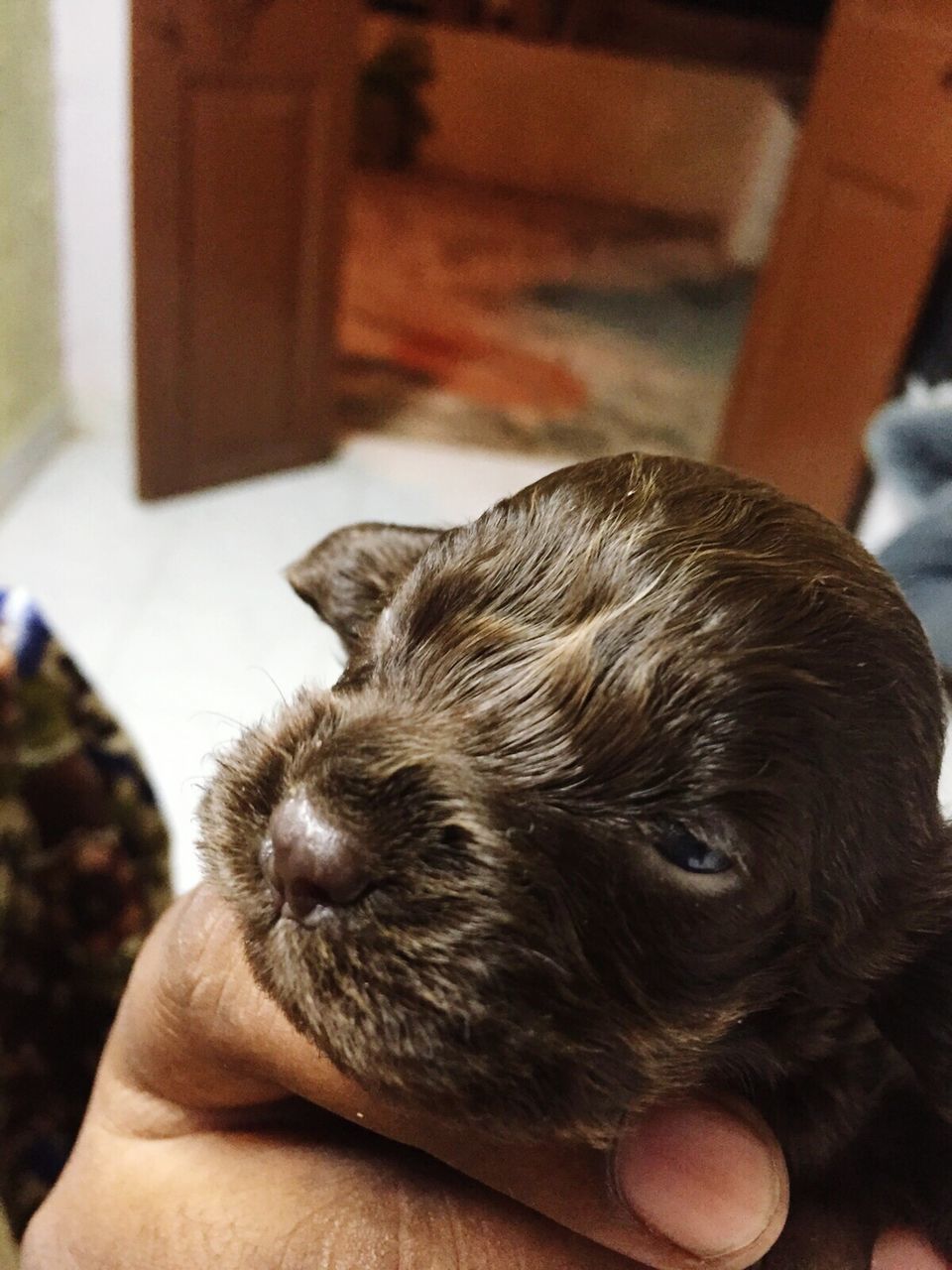 Cropped hand holding newborn puppy