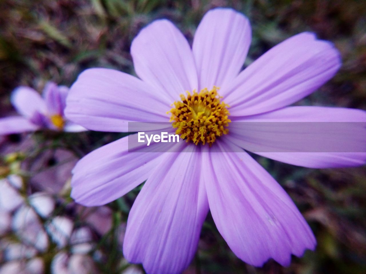 Close-up of flower blooming outdoors