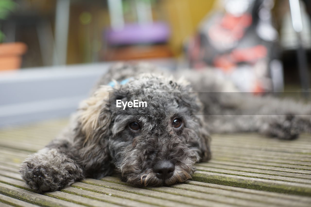 Close up portrait of a cute little grey brown silver poodle dog laying on wooden terrace deck planks