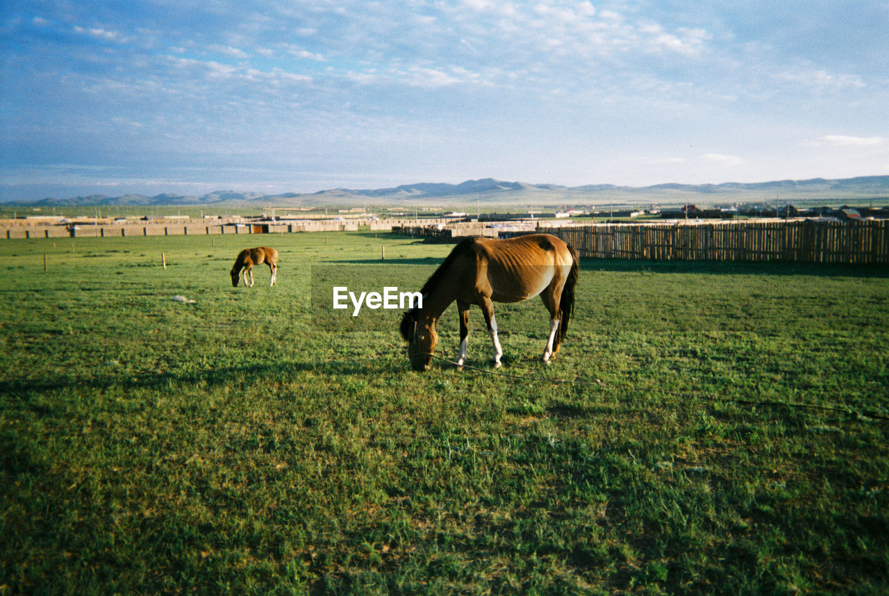 COW GRAZING ON FIELD