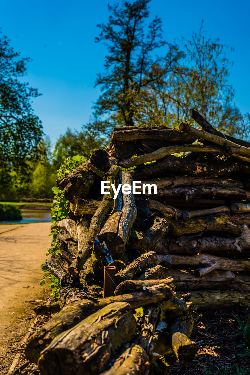 STACK OF LOGS IN THE FOREST