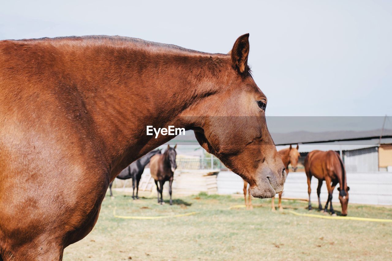 Horses standing on field against sky