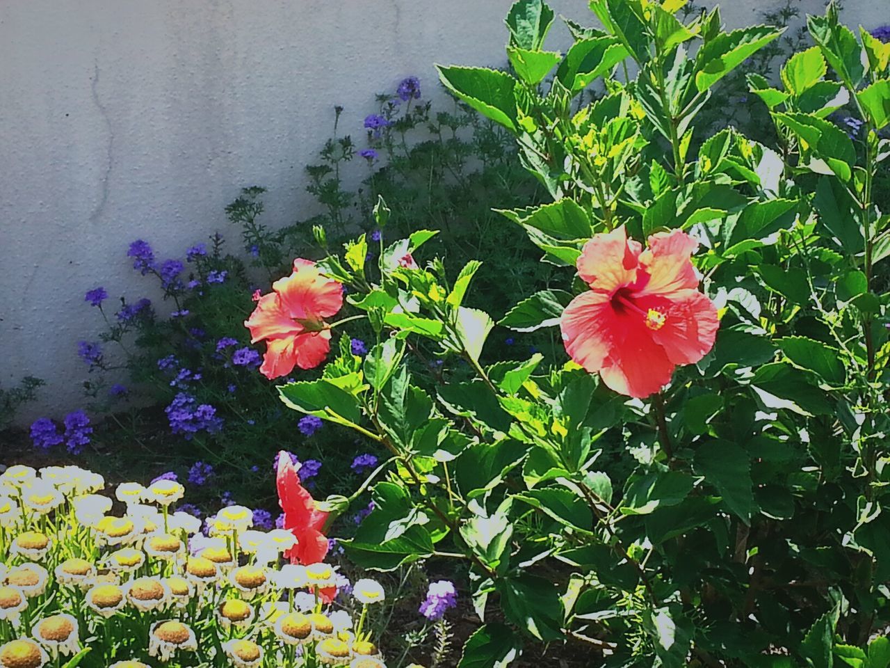 CLOSE-UP OF FLOWERS AGAINST BLURRED BACKGROUND