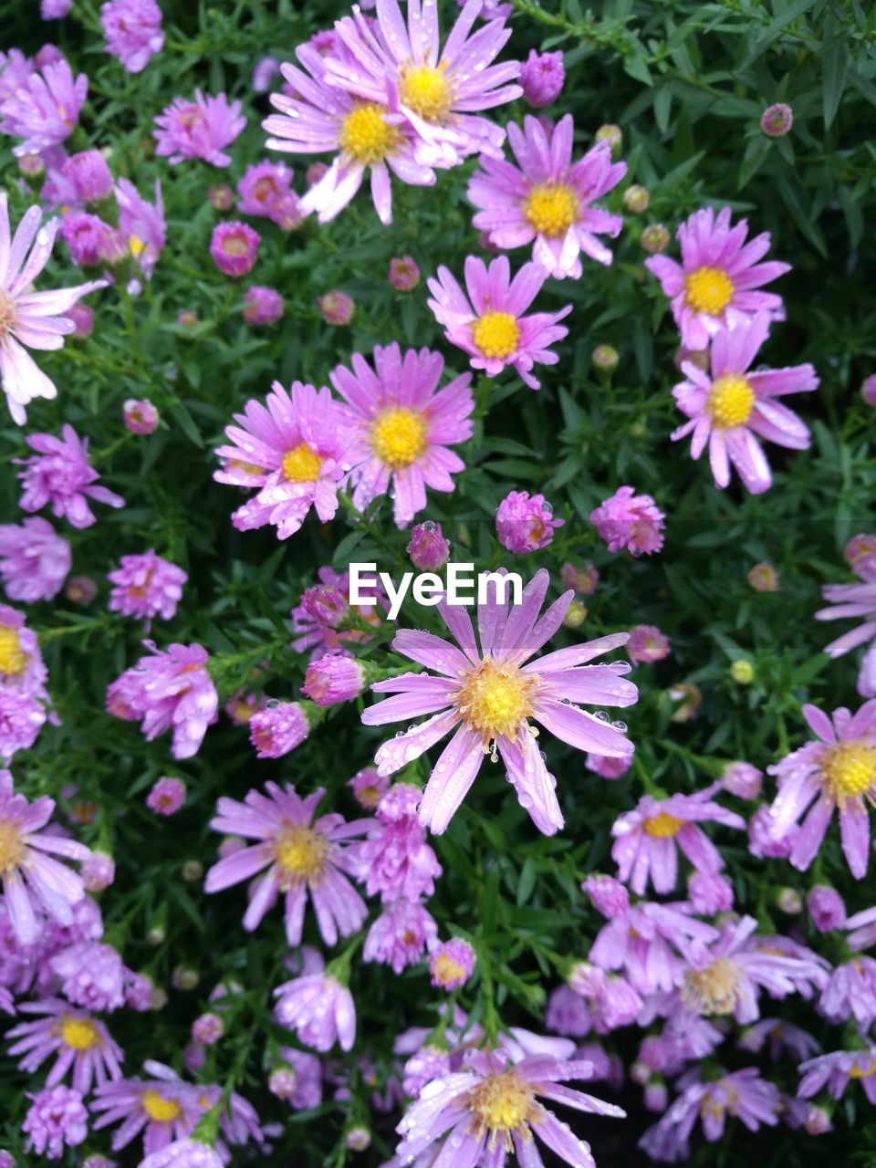 Close-up of pink flowers