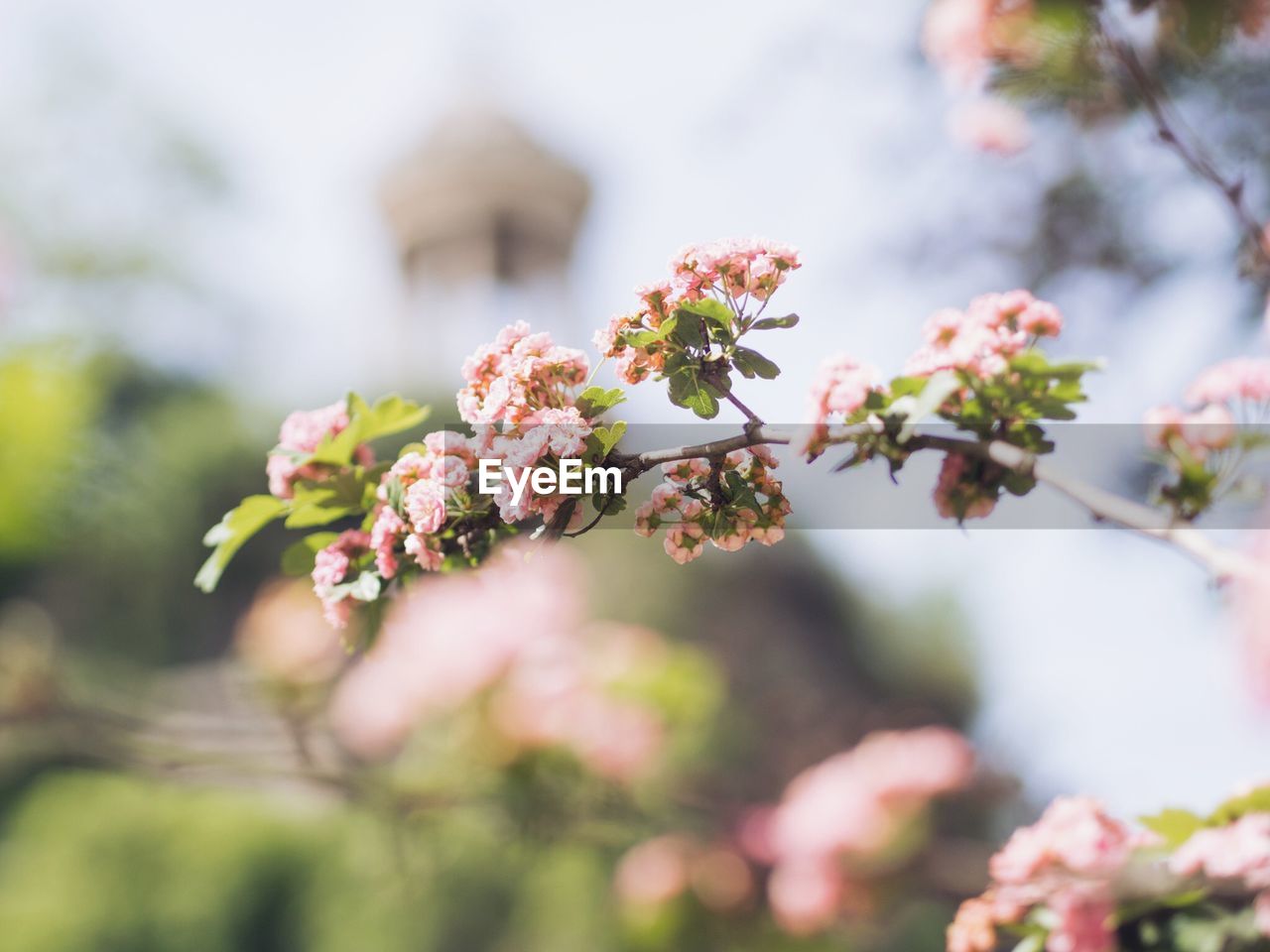 Flowers blooming on branch