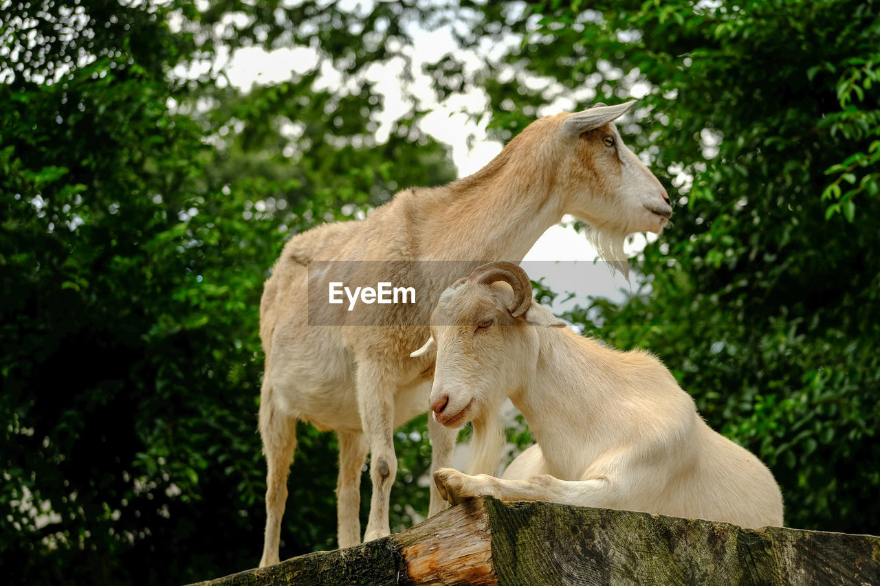 Goats against tree