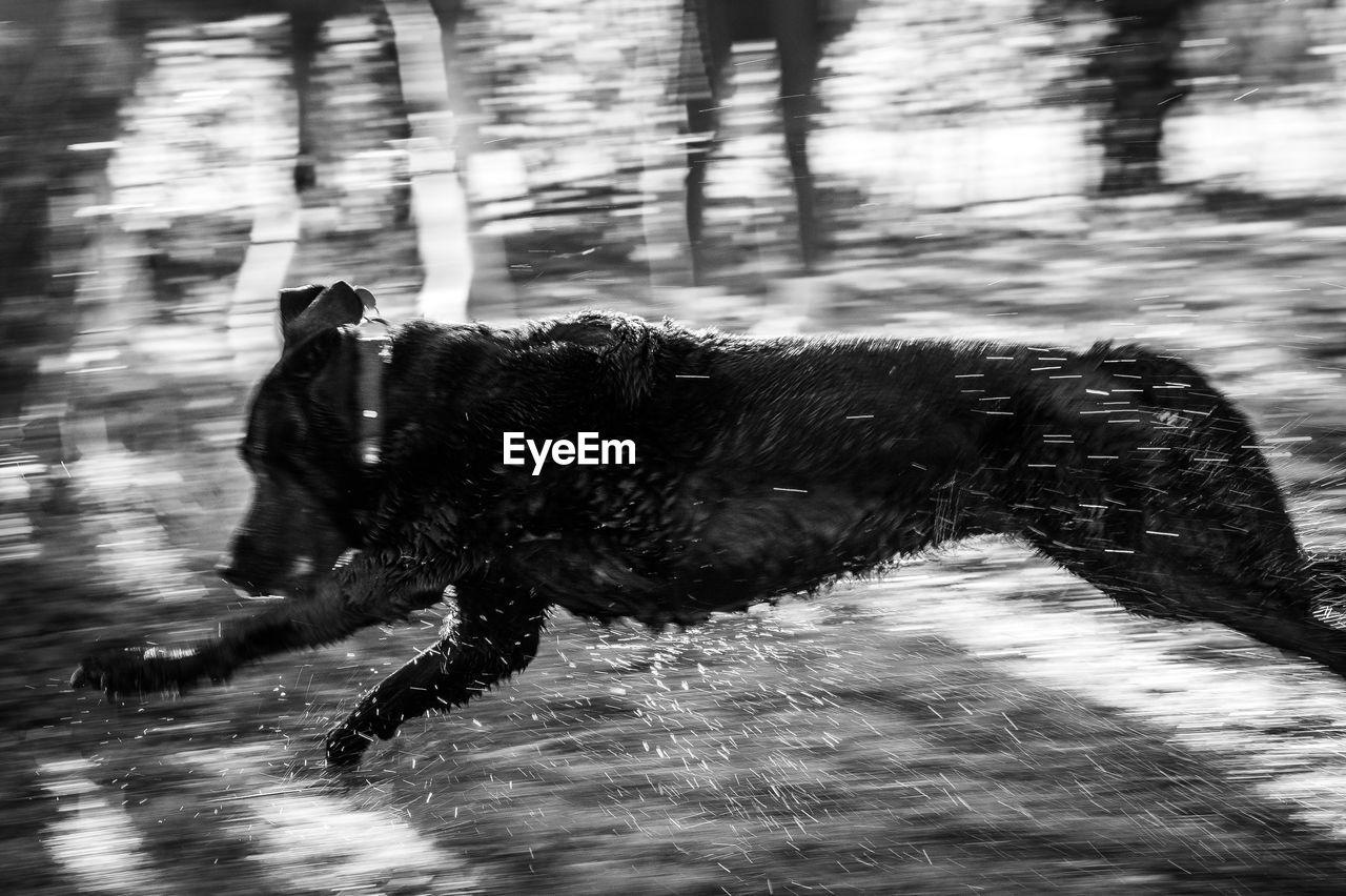 Dog running in a water