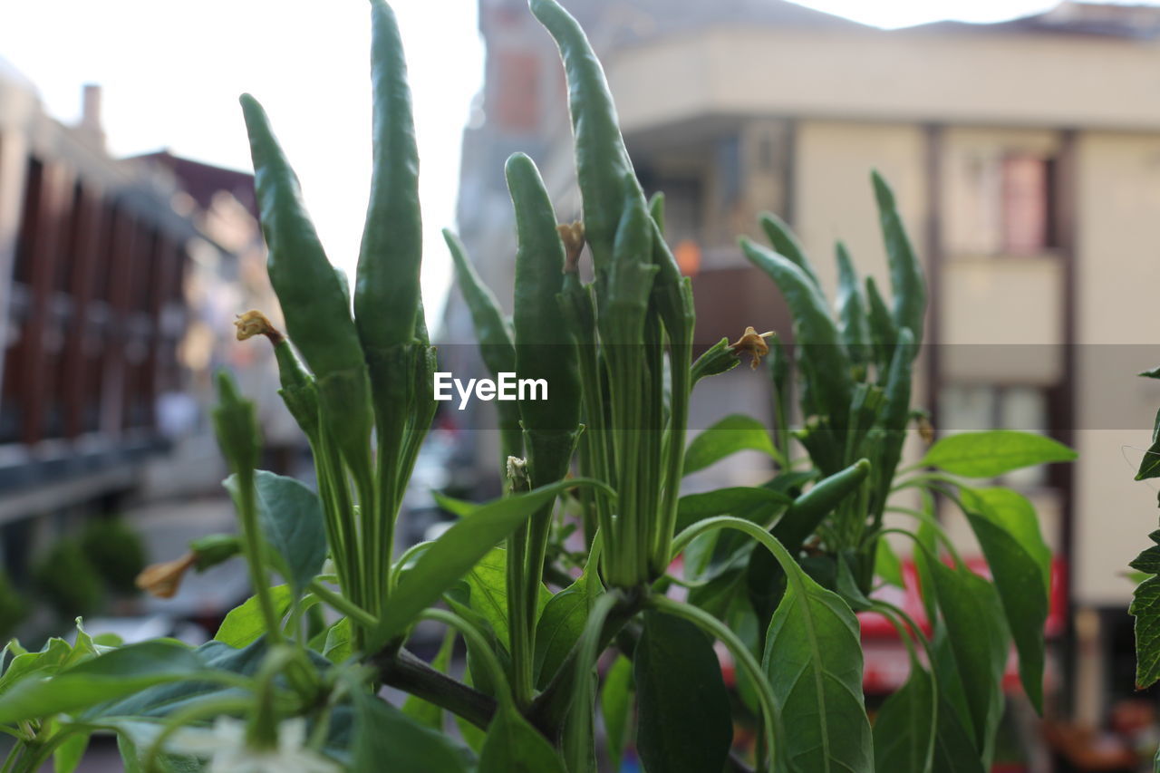 CLOSE-UP OF PLANT AGAINST HOUSE