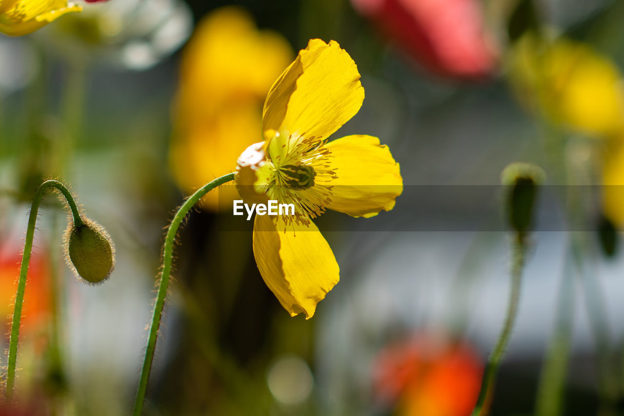 Iceland poppy flower