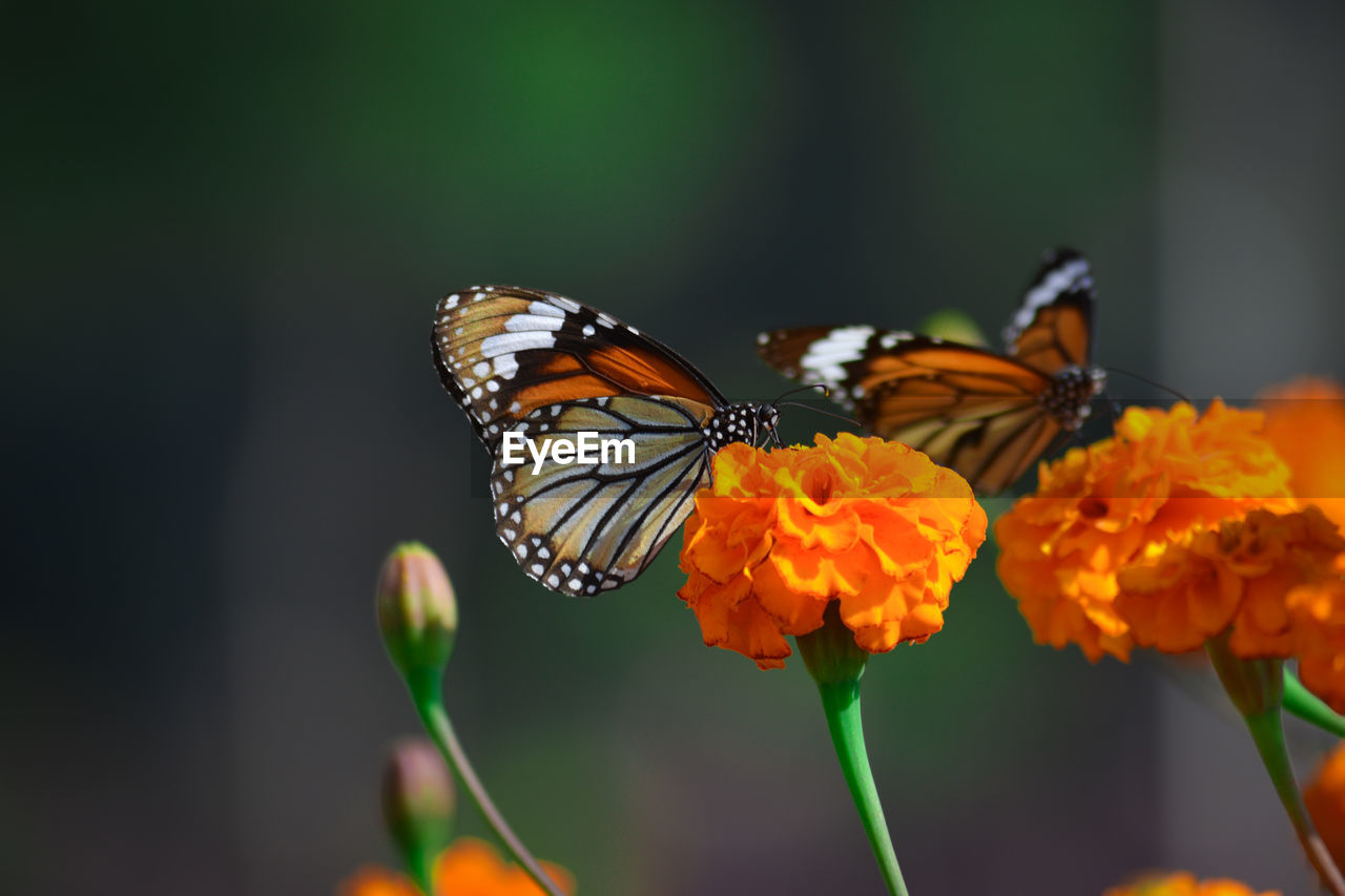 CLOSE-UP OF BUTTERFLY POLLINATING FLOWER