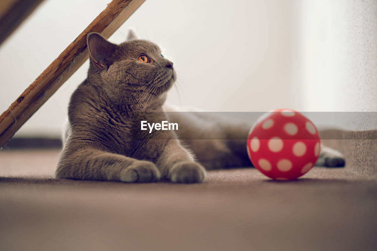 Portrait of cat lying on floor