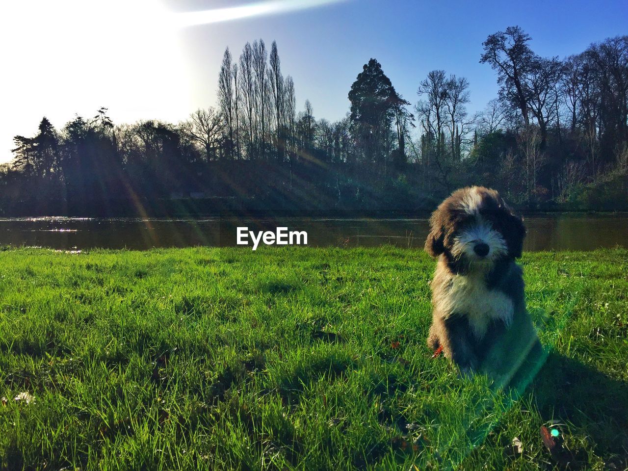 DOG IN FIELD