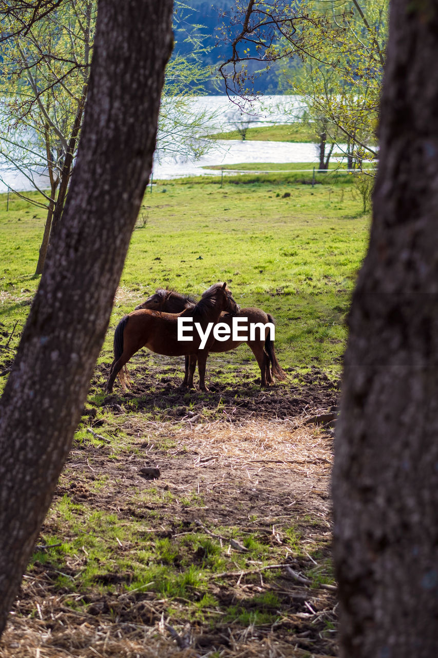 Horse standing in forest