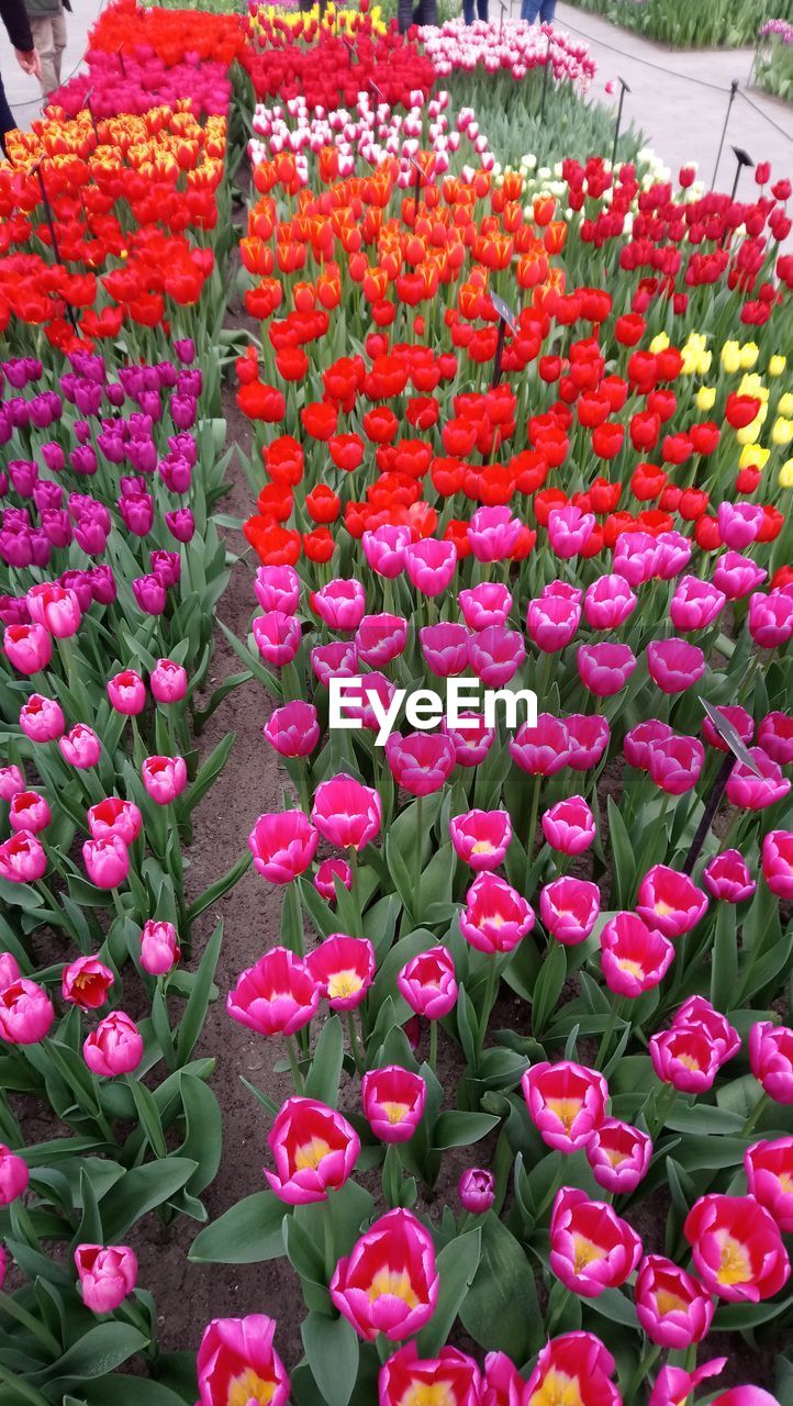 CLOSE-UP OF PINK FLOWERS BLOOMING OUTDOORS