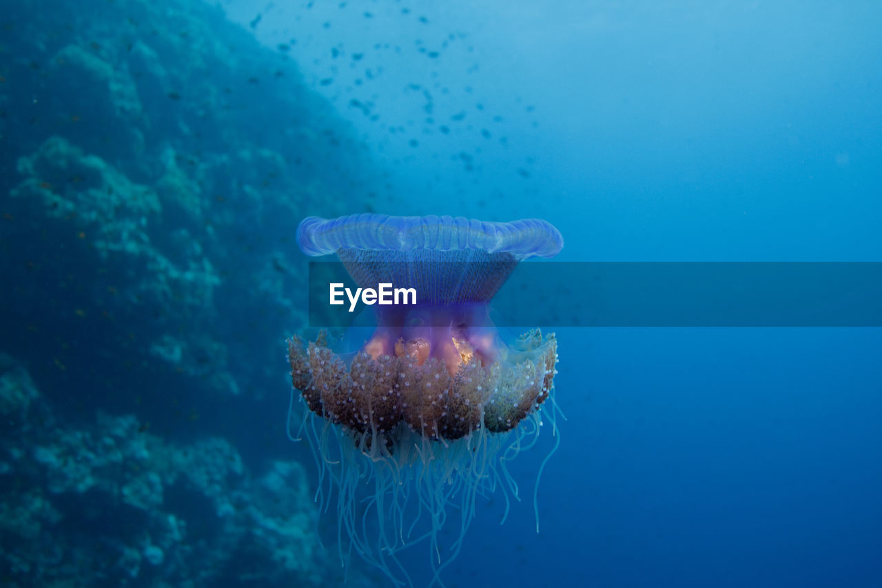 Close-up of jellyfish swimming in sea