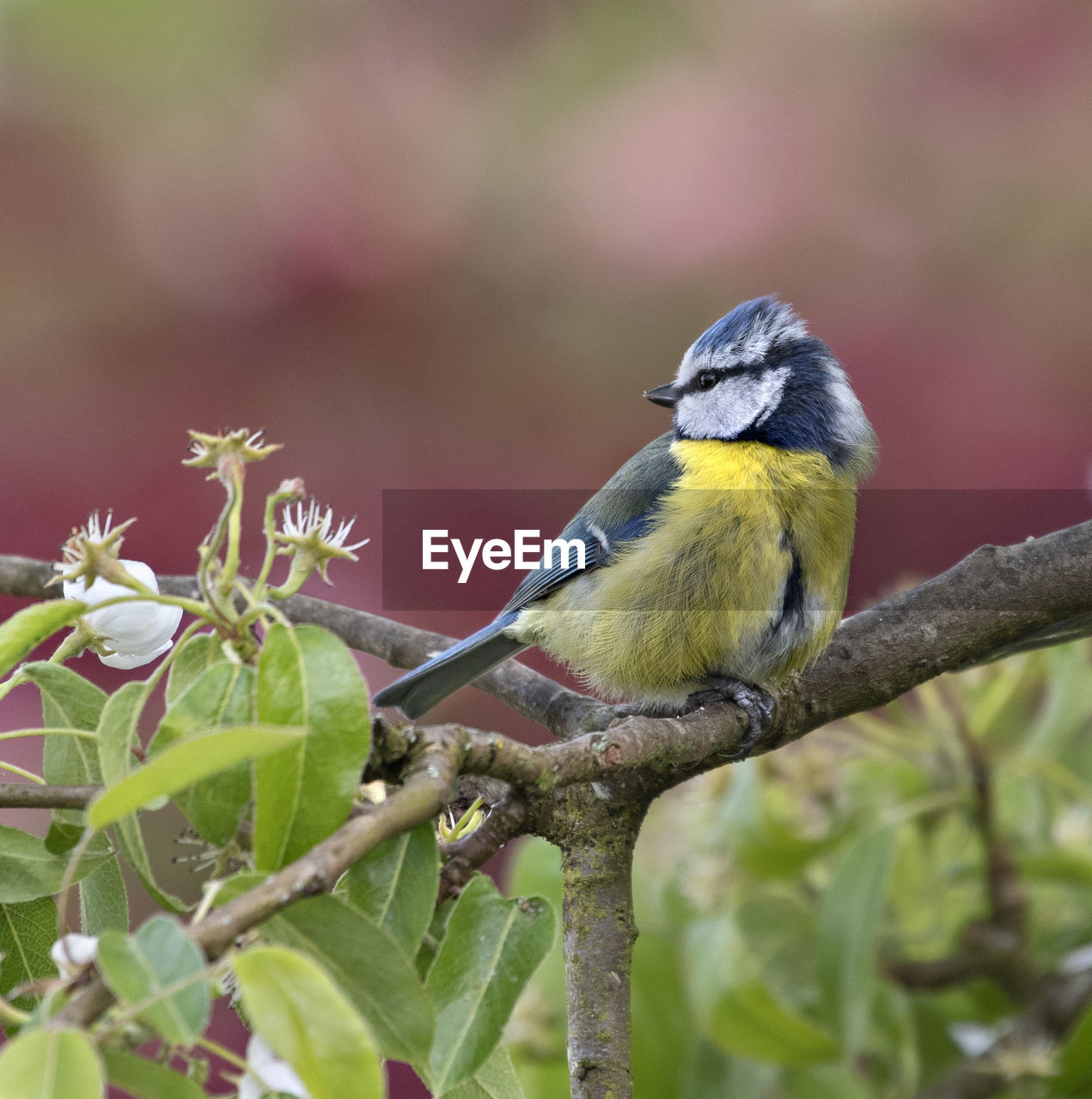 Blue tit on branch