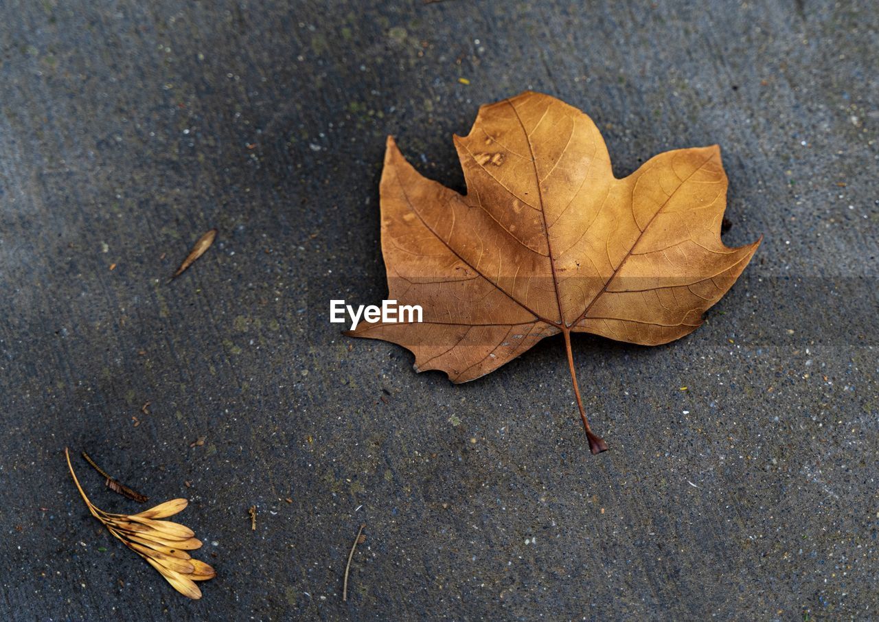 High angle view of maple leaf