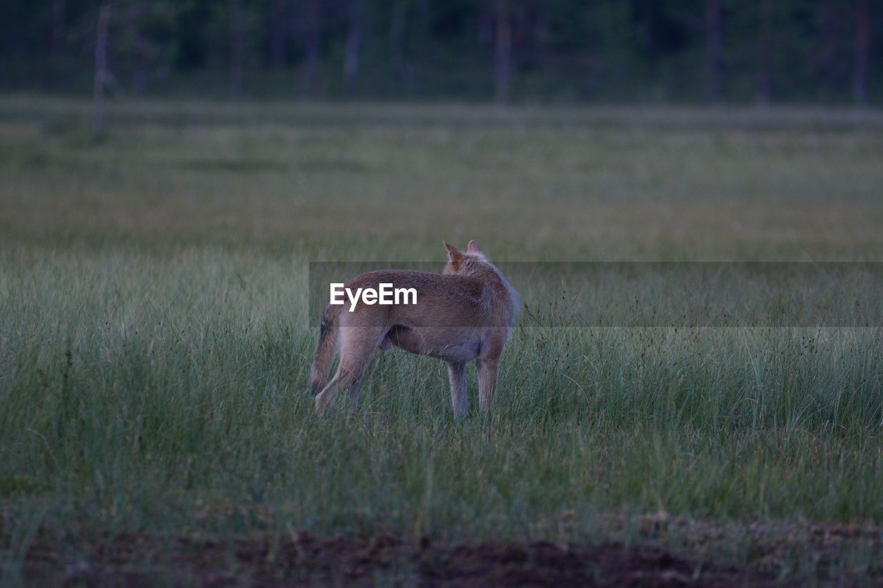 DEER IN A FIELD