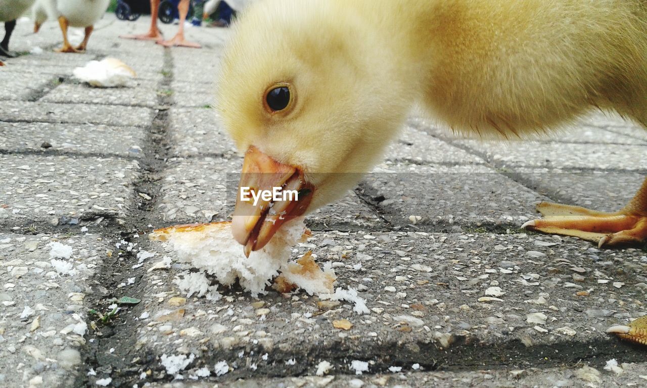 Duckling eating bread from sidewalk