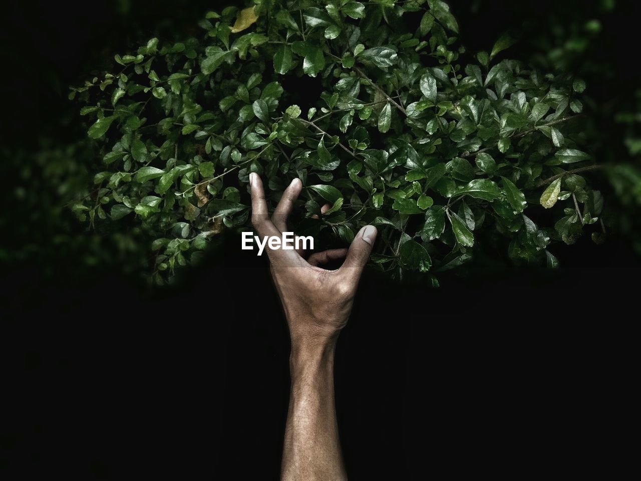 Cropped hand reaching towards plants against black background