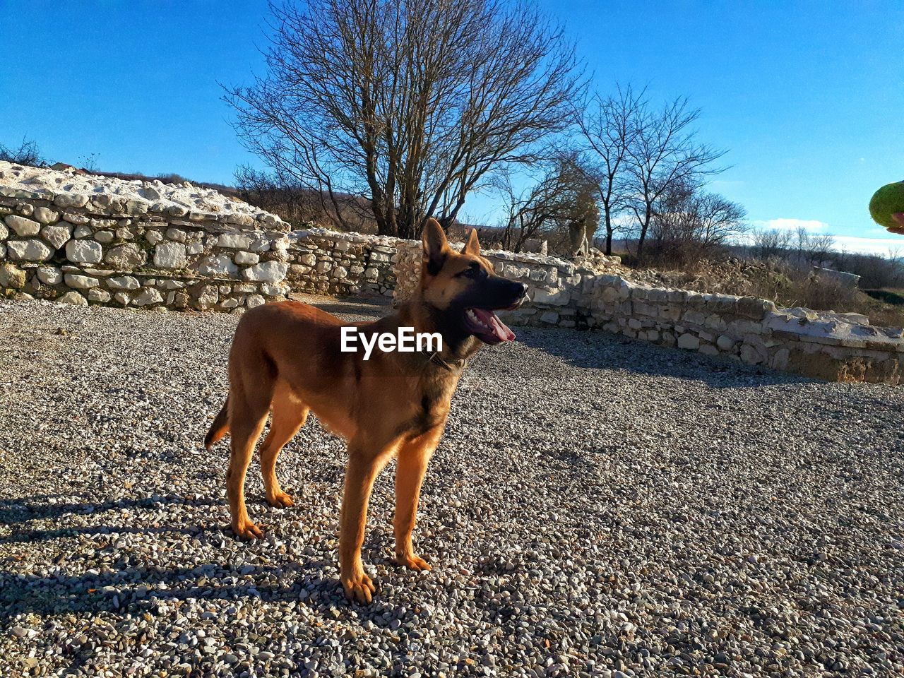 Dog standing on bare tree against clear sky