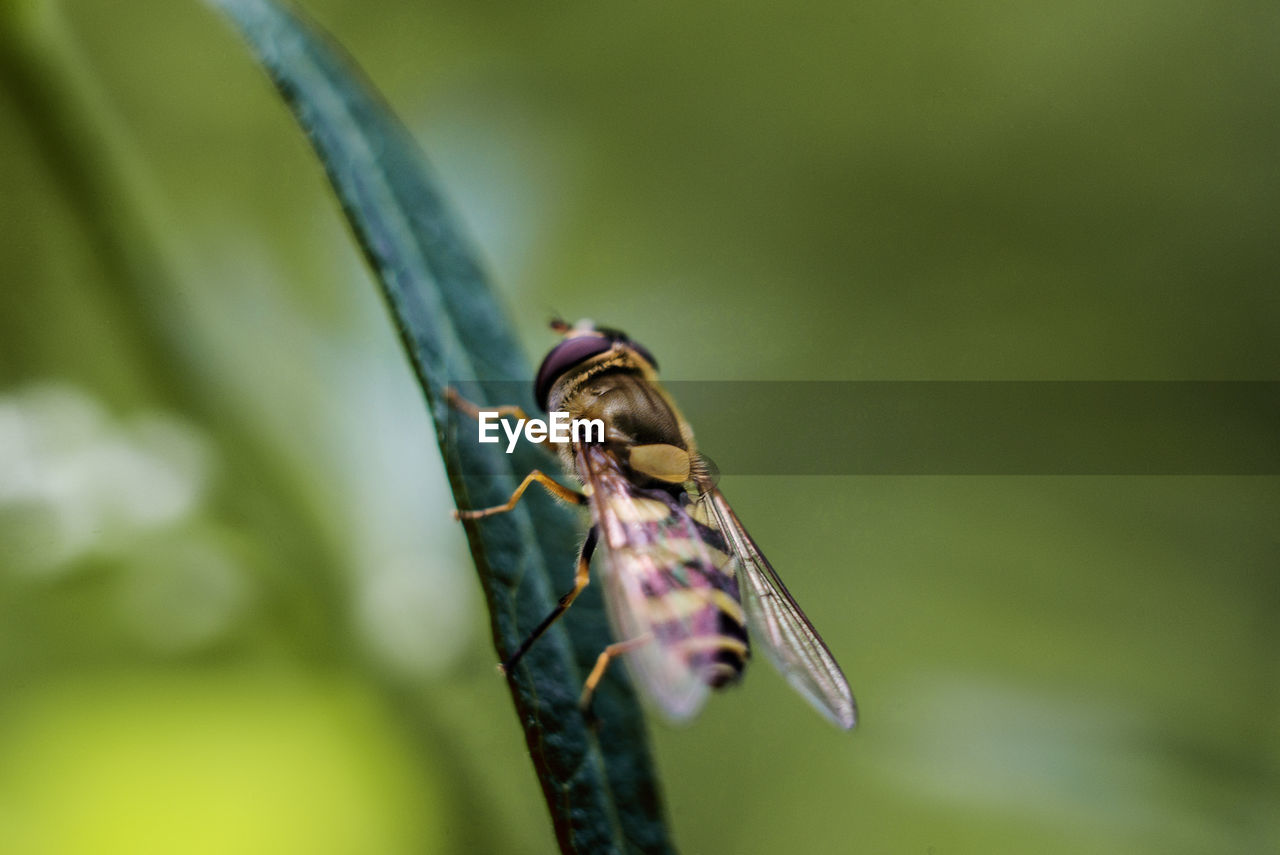 Close-up of insect on leaf