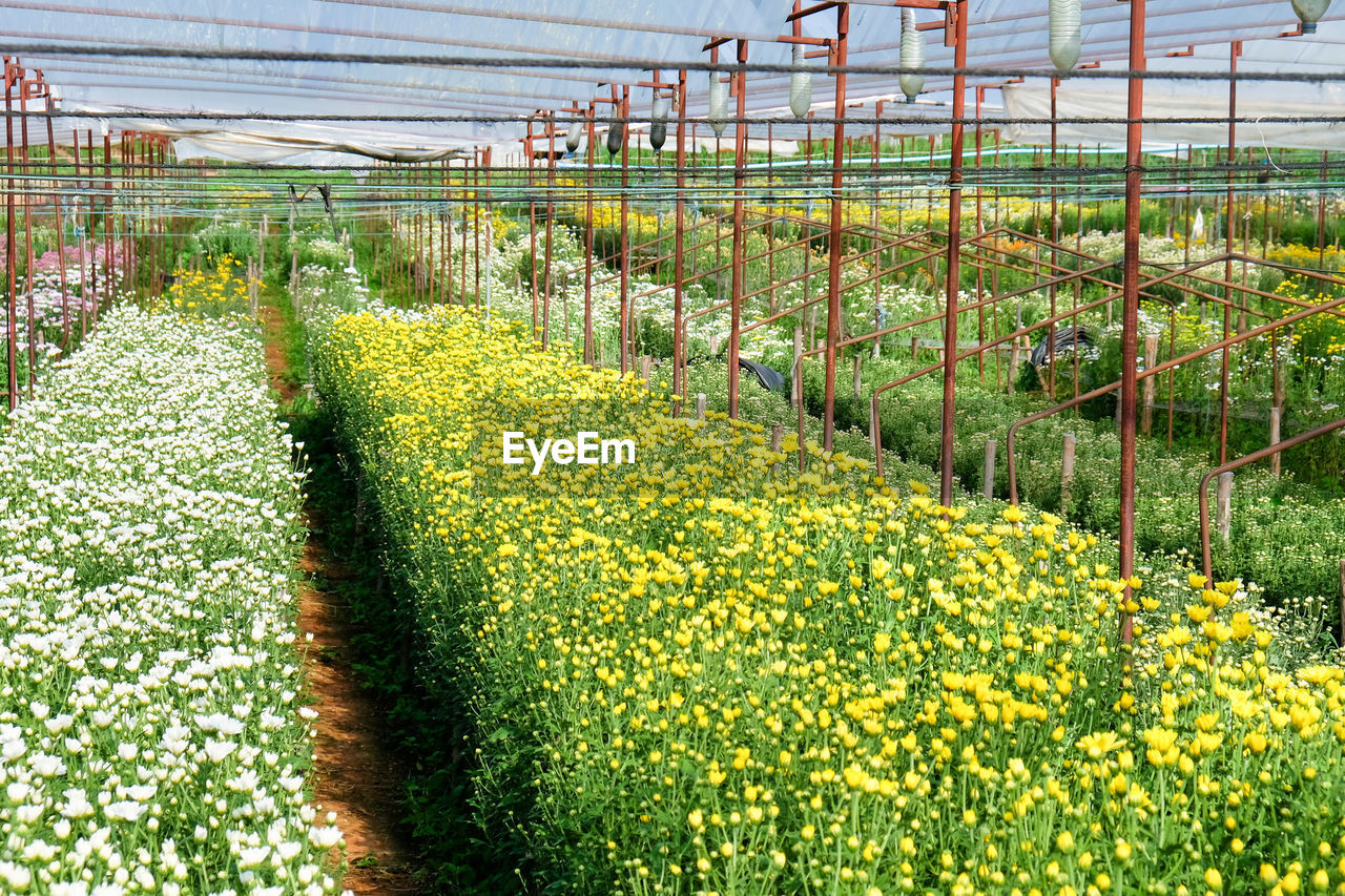 Yellow flowers growing in field