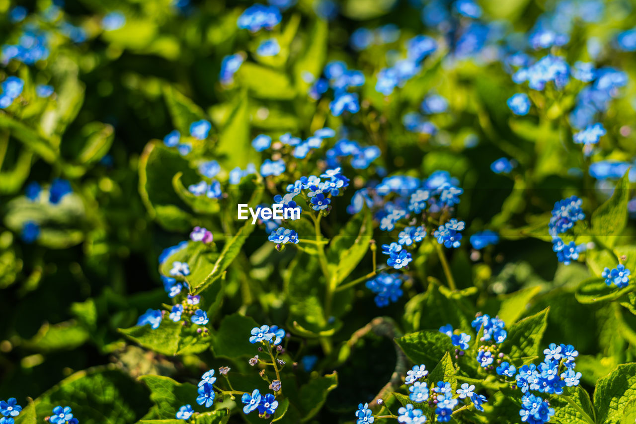 Close-up of purple flowering plant