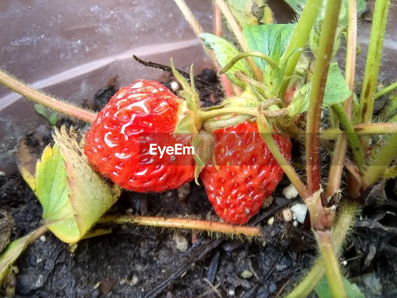 HIGH ANGLE VIEW OF STRAWBERRIES AND PLANT