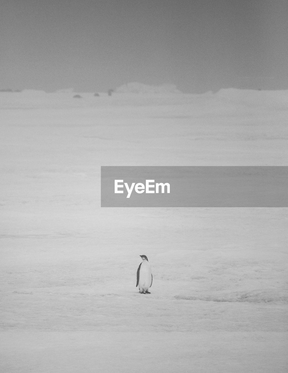 Juvenile emperor on an iceflow in the middle of nowhere antarctica.