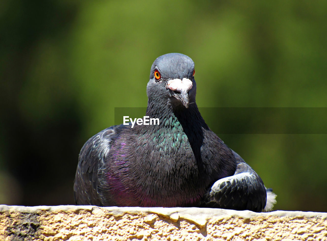 Close-up of bird perching on rock