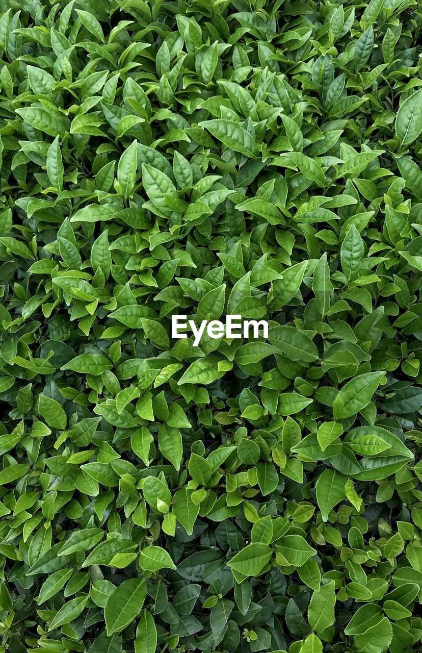 Full frame shot of fresh green leaves