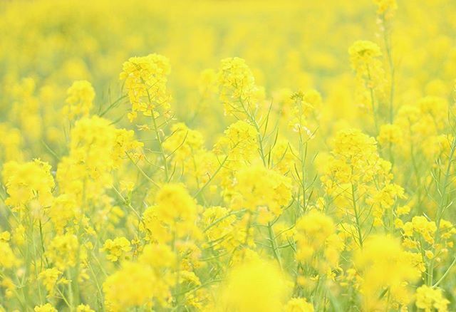 CLOSE-UP OF YELLOW FLOWERS BLOOMING IN FIELD