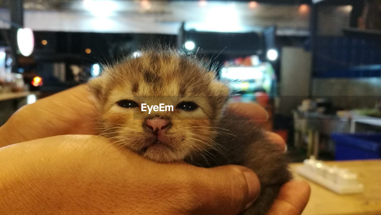 Close-up portrait of kitten in hand