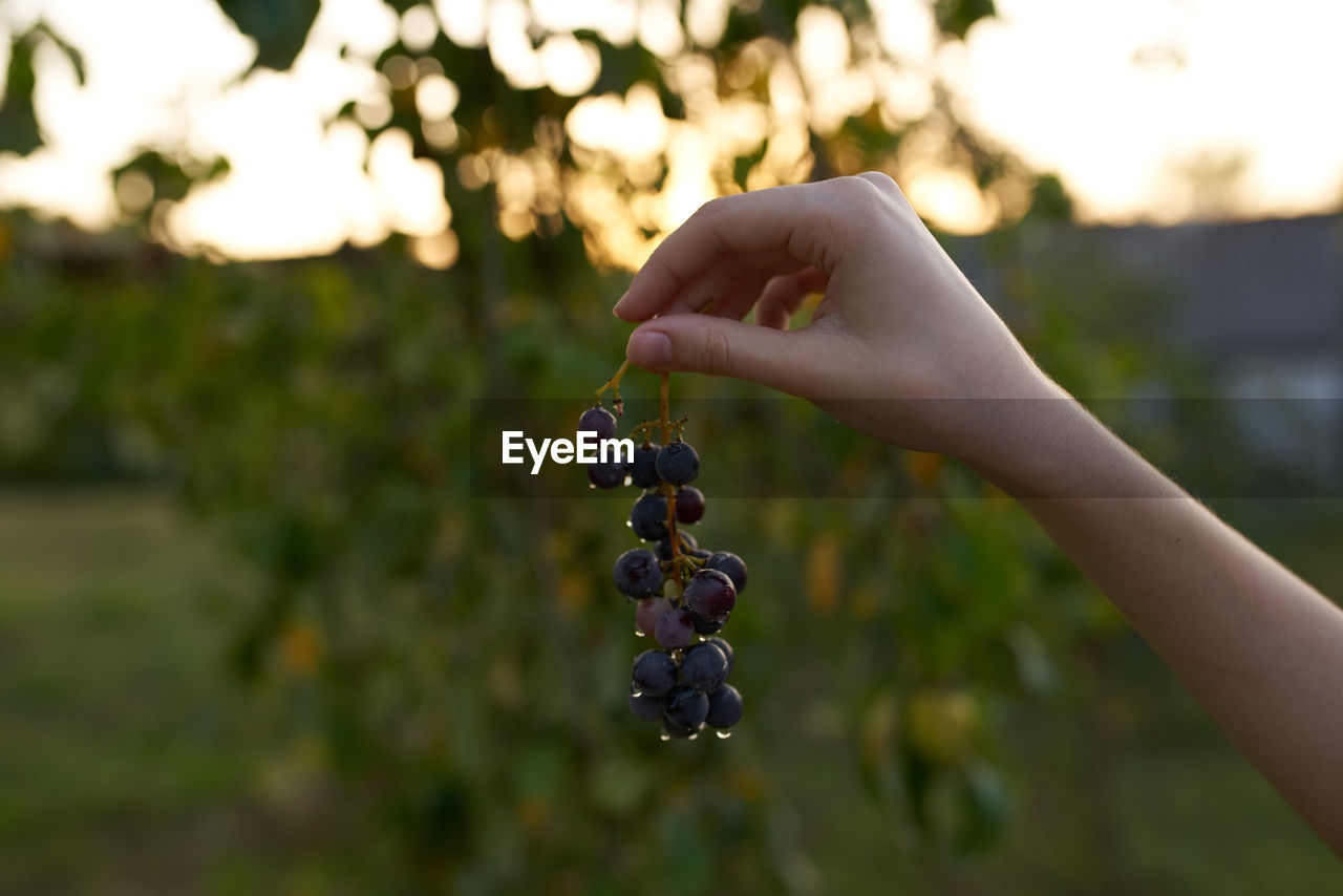 CROPPED IMAGE OF PERSON HOLDING FRUIT