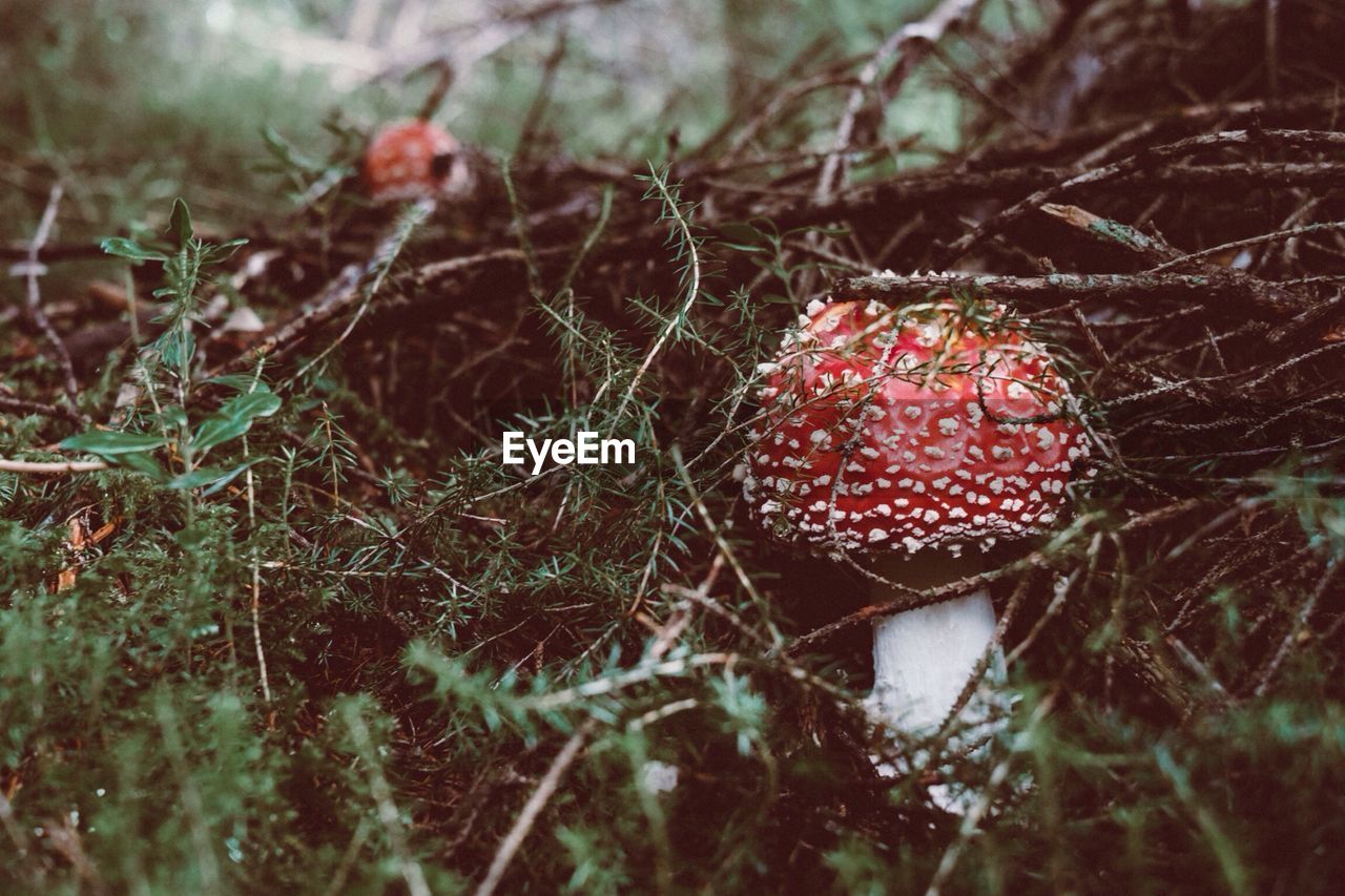 Close-up of mushroom