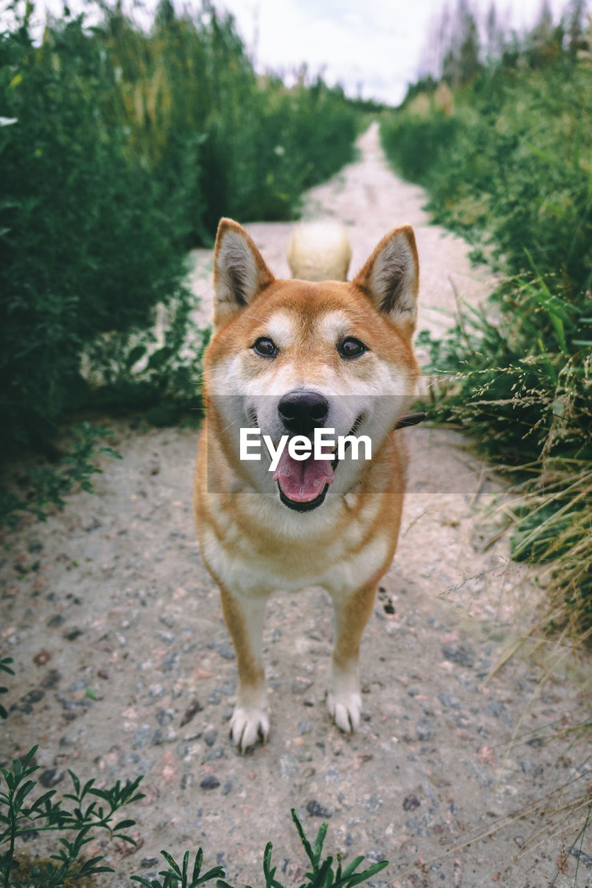 Portrait of dog standing on land