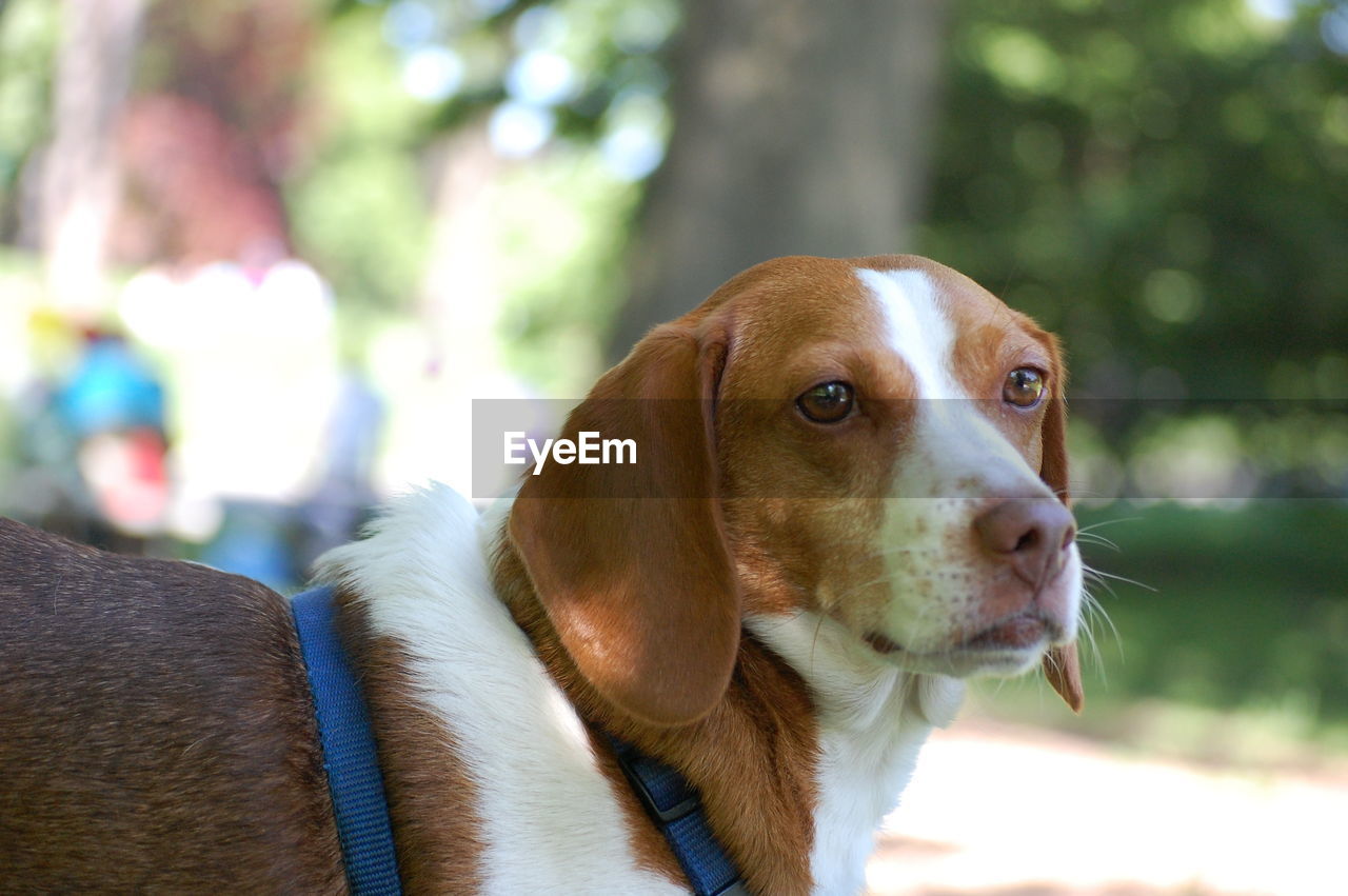 Close-up of dog looking away