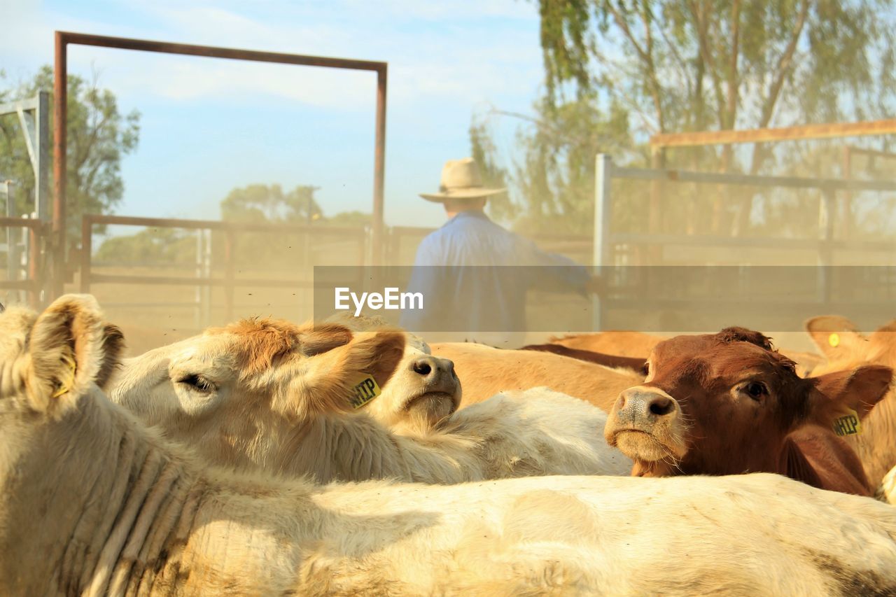 Close-up of cattle in paddock