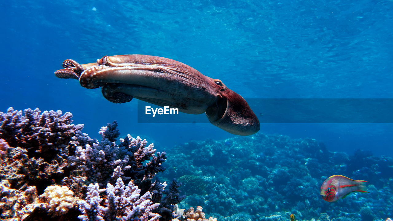 Octopus. big blue octopus on the red sea reefs.