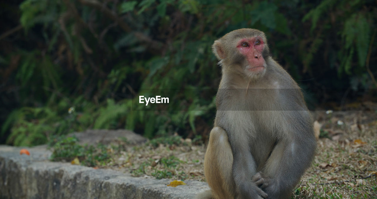 PORTRAIT OF A MONKEY SITTING ON LAND