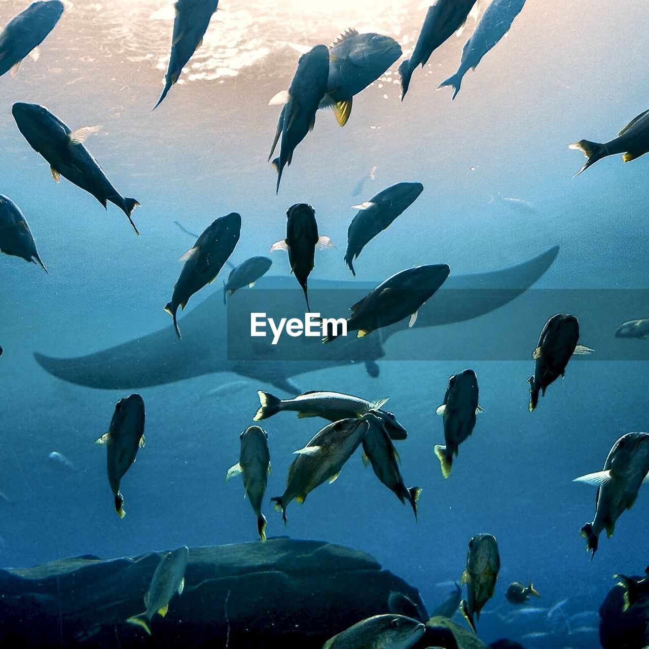 View of stingray swimming with other fishes in water