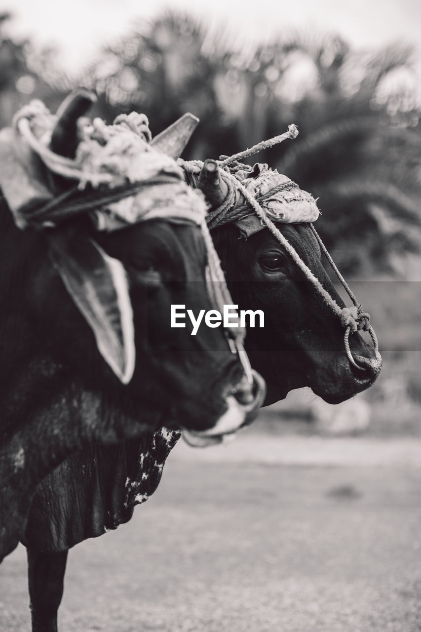 Close-up portrait of cows