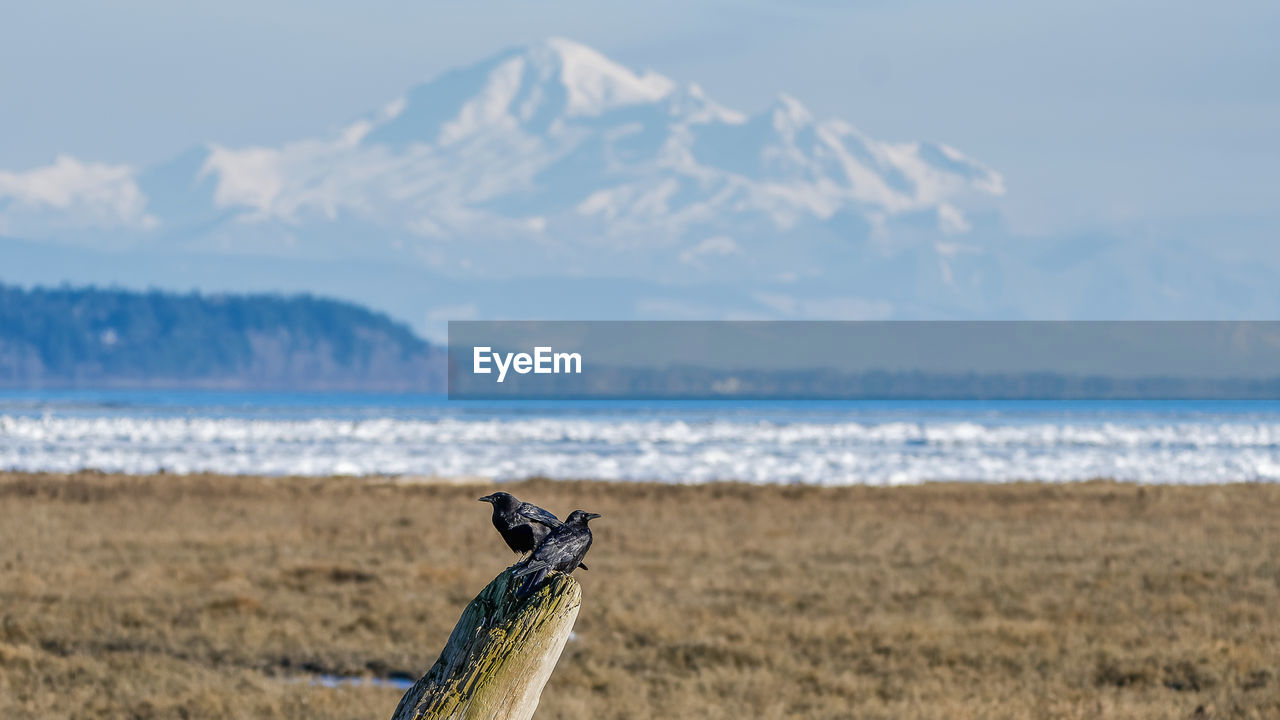 Birds perching on wooden post at field