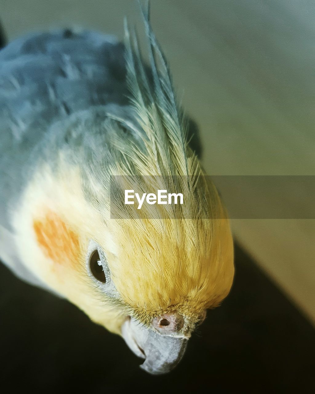 Close-up of cockatiels